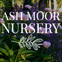 Website designed by Elizabeth Walsh